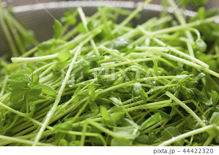 カットした豆苗 44422320