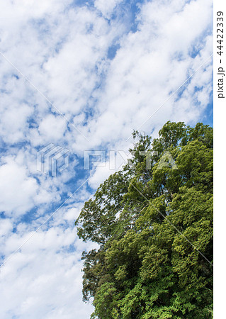 秋の空 秋の空 44422339
