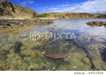 入り江に繁殖のために集まったネムリブカ　小笠原 44422609