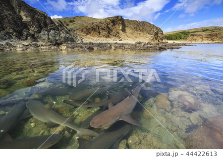 入り江に繁殖のために集まったネムリブカ 小笠原 入り江に繁殖のために集まったネムリブカ 小笠原 44422613