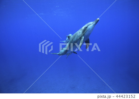 ボニンブルーの海を泳ぐミナミハンドウイルカ 44423152