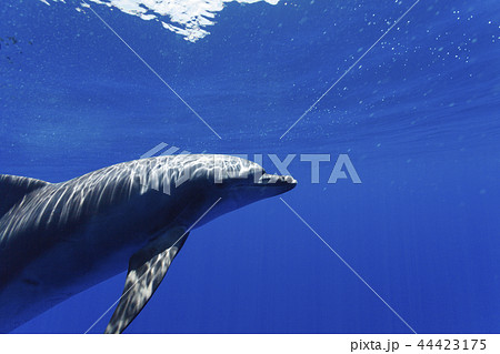 ボニンブルーの海を泳ぐミナミハンドウイルカ 44423175