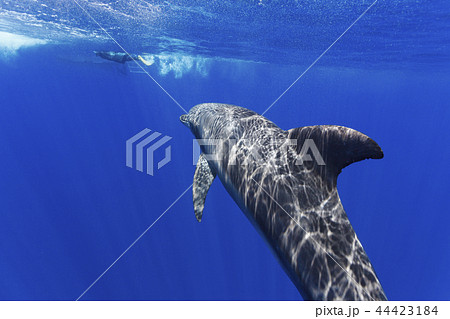 ボニンブルーの海を泳ぐミナミハンドウイルカ 44423184