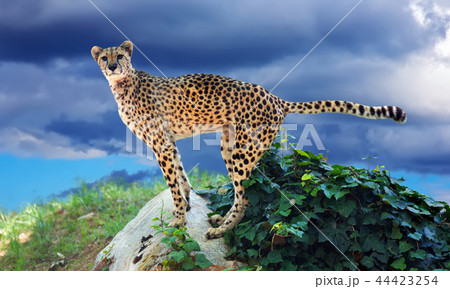 adult cheetah standing on stone adult cheetah standing on stone 44423254