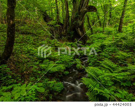 但馬高原植物園 44424003