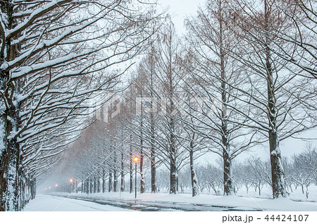 雪景色のメタセコイア並木　滋賀県マキノ町 44424107