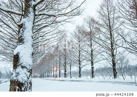 雪景色のメタセコイア並木　滋賀県マキノ町 44424109
