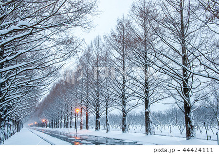 雪景色のメタセコイア並木　滋賀県マキノ町 44424111