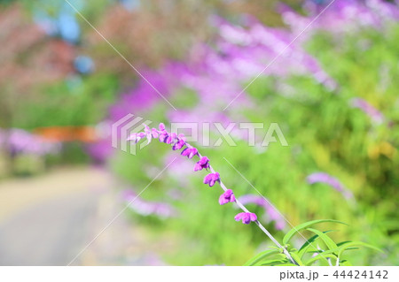 秋の公園　サルビアレウカンサの花 44424142