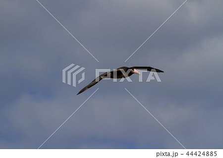 小笠原の空を飛ぶアホウドリ 44424885