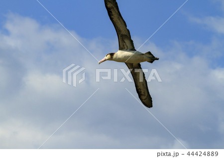 小笠原の空を飛ぶアホウドリ 小笠原の空を飛ぶアホウドリ 44424889
