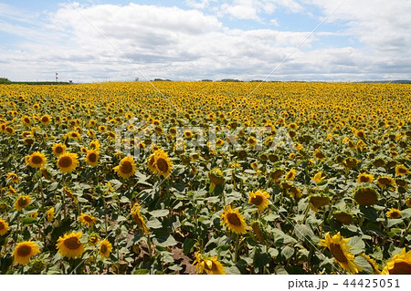 北海道のひまわり畑 44425051