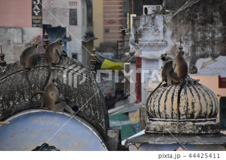 インドのプシュカル 街に出没したハマヌーン・ラングールの群れ インドのプシュカル 街に出没したハマヌーン・ラングールの群れ 44425411