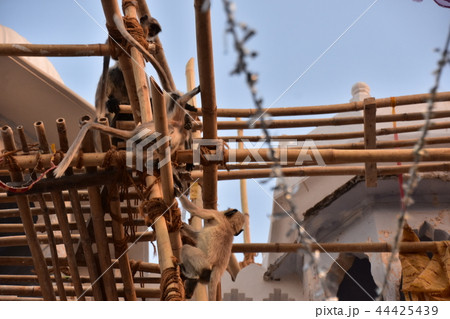 インドのプシュカル　街に出没したハマヌーン・ラングール　建設中の足場で遊ぶ子猿 44425439