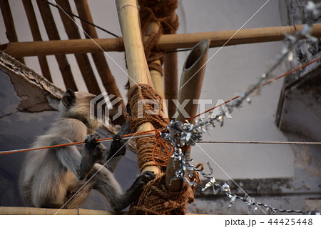 インドのプシュカル　街に出没したハマヌーン・ラングール　建設中の足場で遊ぶ子猿 44425448