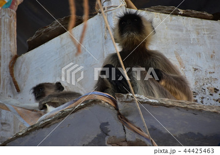インドのプシュカル　街に出没したハマヌーン・ラングールの親子 44425463