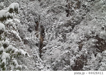冬の楊梅の滝 冬の楊梅の滝 44426411