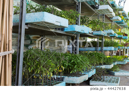 Tomato seedlings Tomato seedlings 44427638