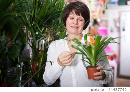 Customer choosing bromelia Customer choosing bromelia 44427742