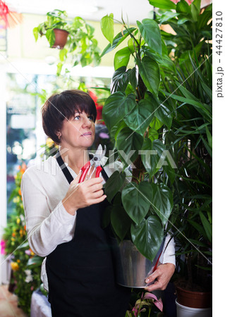 Assistant showing large pothus plant Assistant showing large pothus plant 44427810
