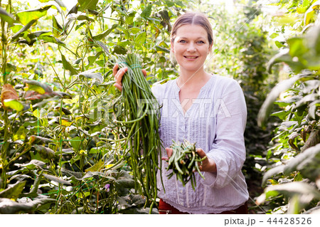Young female gardener picking harvest of vigna in garden at sunny day 44428526