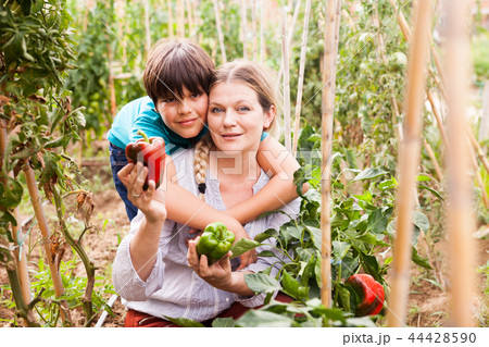 Positive woman horticulturist with boy picking harvest of peppers Positive woman horticulturist with boy picking harvest of peppers 44428590