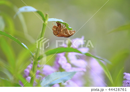 セミの抜け殻とハナトラノオの花 セミの抜け殻とハナトラノオの花 44428761
