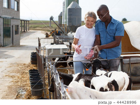 Two farmers on dairy farm Two farmers on dairy farm 44428996