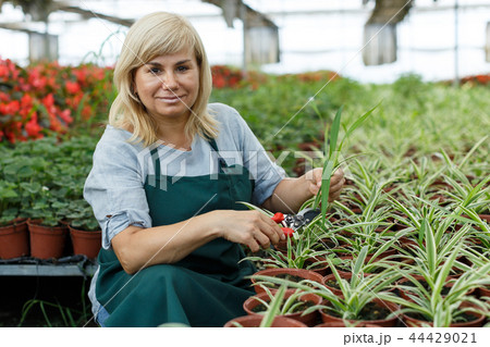 Mature woman with scissors trimming plants of cinta while gardening 44429021