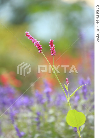 イヌタデの花 44429855
