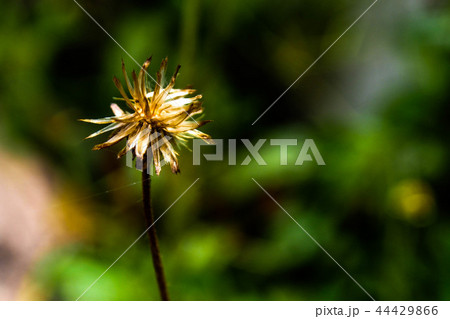 flower flower 44429866