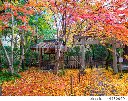 洛北蓮華寺の紅葉の写真素材