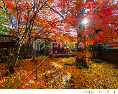 洛北蓮華寺の紅葉 44430113