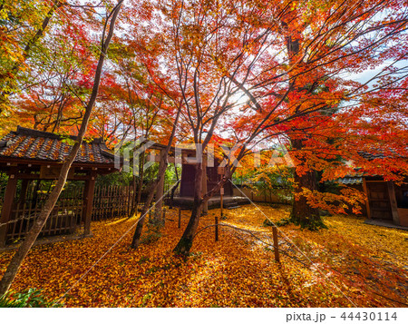 洛北蓮華寺の紅葉 44430114