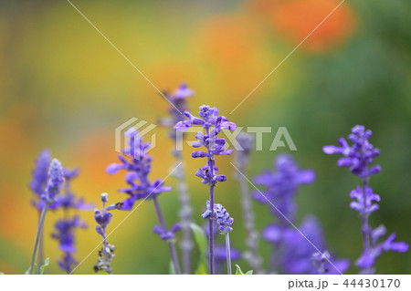 ブルーサルビアの花　オレンジの背景　 44430170