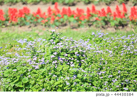 秋の公園　アゲラタムの花 44430384