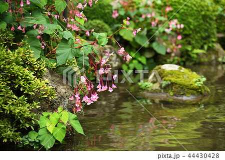 シュウカイドウの花咲く寂光院 44430428