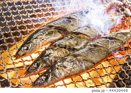 秋刀魚 44430449