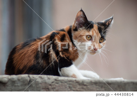 tricolor cat in outdoor looking away  44430814