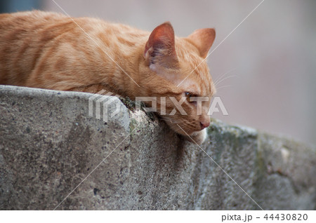 ginger cat in outdoor looking away in the street ginger cat in outdoor looking away in the street 44430820