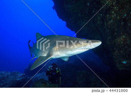 小笠原のシロワニを撮るダイバー 小笠原のシロワニを撮るダイバー 44431000