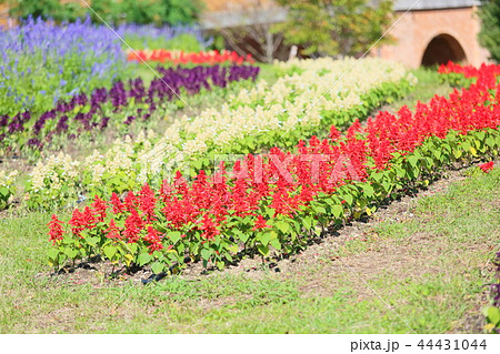 秋の公園 サルビアの花 秋の公園 サルビアの花 44431044