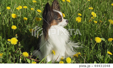 Beautiful dog Papillon sitting on green lawn with dandelions Beautiful dog Papillon sitting on green lawn with dandelions 44431048