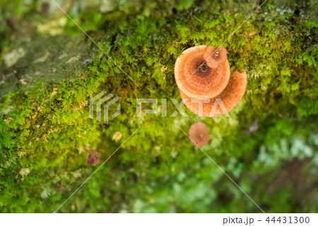 Ganoderma lucidum on green moss in forest. Ganoderma lucidum on green moss in forest. 44431300