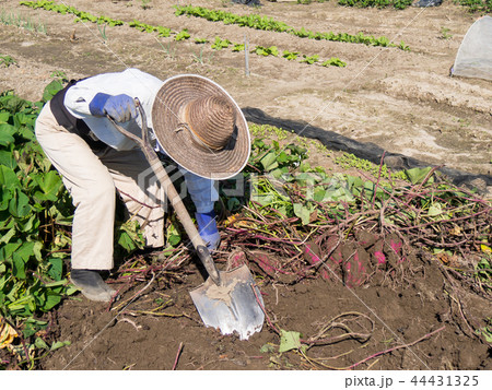さつまいも掘り 44431325