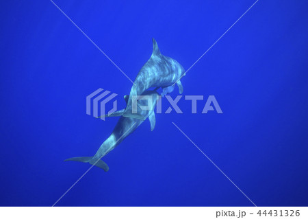 小笠原の海を泳ぐミナミハンドウイルカの親子 44431326