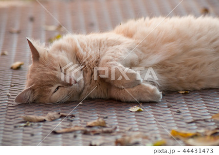 angora cat lying in outdoor in the street 44431473