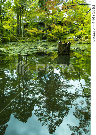 初秋の天授庵 44431663