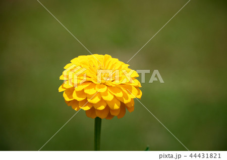 百日草 44431821