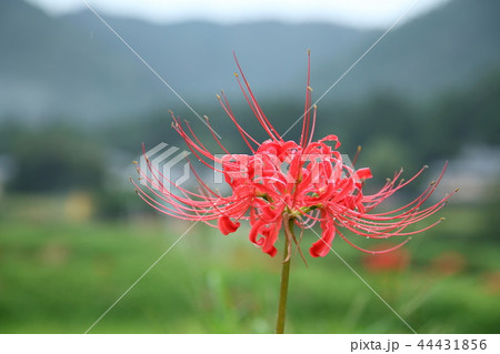 大原の里の曼殊沙華 44431856
